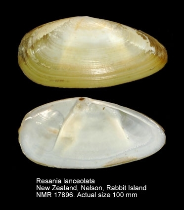 Resania