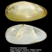 Resania lanceolata - Photo (c) WoRMS for SMEBD, algunos derechos reservados (CC BY-NC-SA)