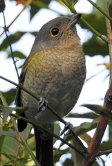 Telophorus olivaceus