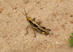 Zonocerus variegatus