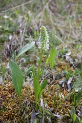 Lagotis integrifolia