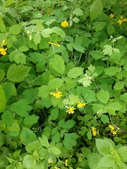 Chelidonium majus