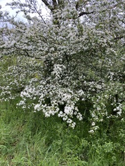 Crataegus × media
