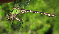 Ophiogomphus colubrinus