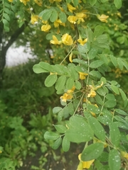 Caragana arborescens