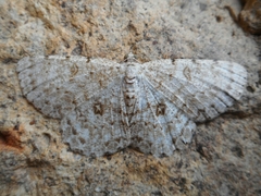 Ophthalmitis