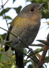 Telophorus olivaceus