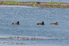 Netta erythrophthalma brunnea