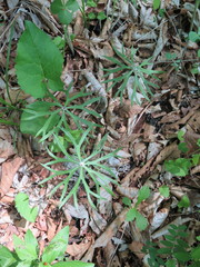 Syneilesis aconitifolia