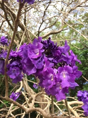Jacaranda