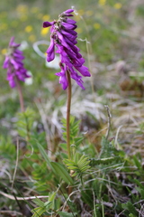 Hedysarum austrosibiricum