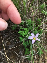 Oxalis dentata