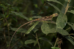 Enyalius iheringii