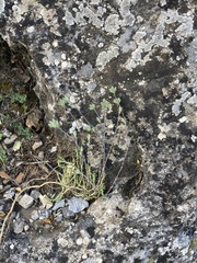 Arenaria armerina
