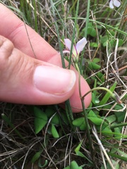 Oxalis dentata