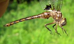 Neurocordulia yamaskanensis