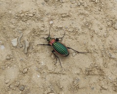 Carabus lineatus lateralis