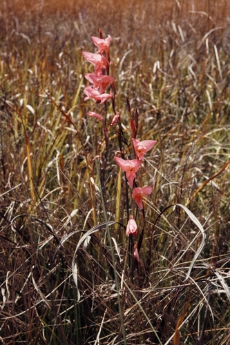 Gladiolus melleri image