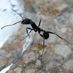 Aphaenogaster senilis