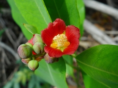 Cratoxylum cochinchinense