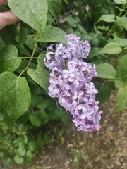Syringa vulgaris