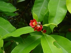 Cratoxylum cochinchinense