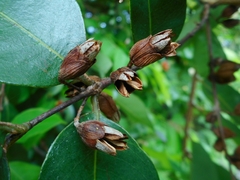 Cratoxylum cochinchinense