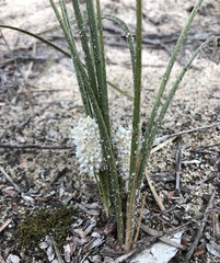 Lomandra leucocephala
