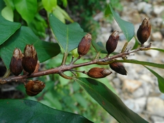 Cratoxylum cochinchinense
