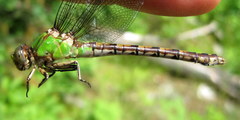 Ophiogomphus rupinsulensis