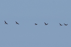 Sarkidiornis melanotos