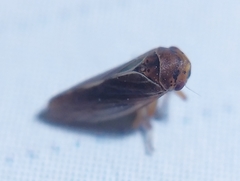Oncopsis flavicollis