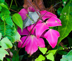 Adiantum macrophyllum