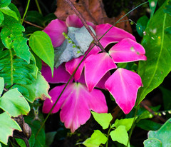 Adiantum macrophyllum