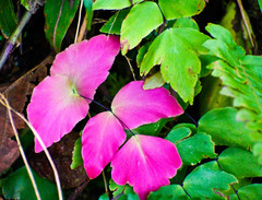 Adiantum macrophyllum