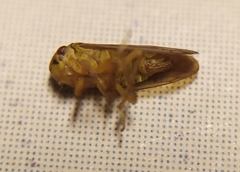 Oncopsis flavicollis