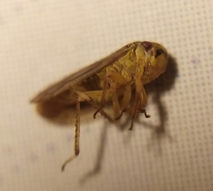 Oncopsis flavicollis