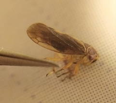 Oncopsis flavicollis