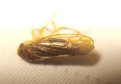 Oncopsis flavicollis