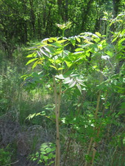 Fraxinus mandshurica