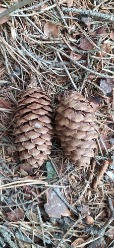 Picea × fennica (Picea × fennica)