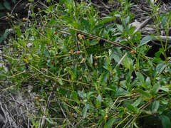 Crassocephalum crepidioides