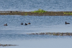Netta erythrophthalma brunnea