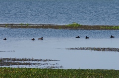 Netta erythrophthalma brunnea