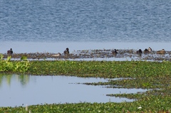 Netta erythrophthalma brunnea