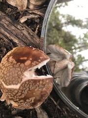 Amanita brunneolocularis