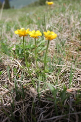 Ranunculus lasiocarpus