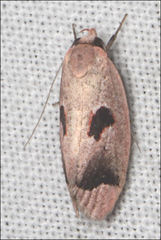 Acanthodela erythrosema