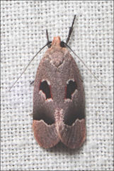 Acanthodela erythrosema