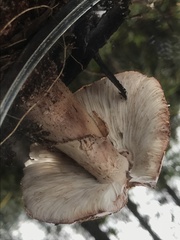 Amanita brunneolocularis